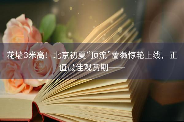 花墙3米高！北京初夏“顶流”蔷薇惊艳上线，正值最佳观赏期——