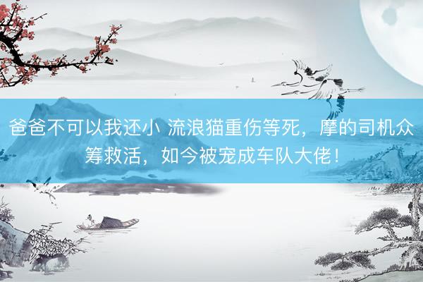爸爸不可以我还小 流浪猫重伤等死，摩的司机众筹救活，如今被宠成车队大佬！