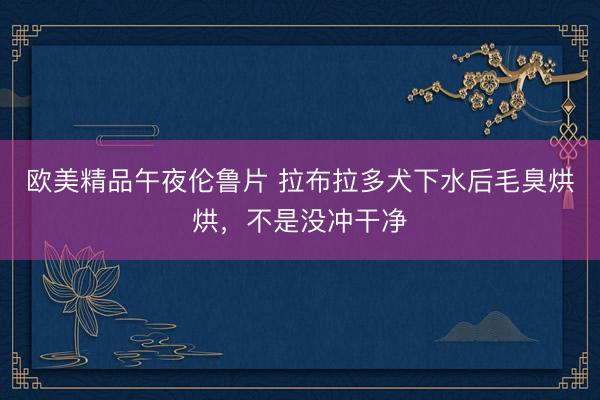 欧美精品午夜伦鲁片 拉布拉多犬下水后毛臭烘烘，不是没冲干净