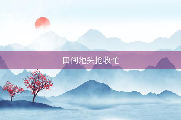 田间地头抢收忙